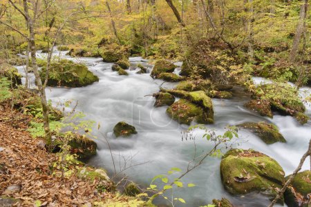 Photo for Idyllic scenery of Oirase Stream, Aomori, Japan - Royalty Free Image