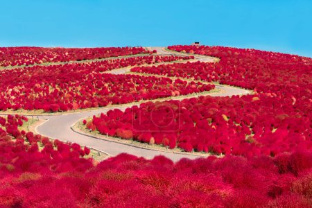 Red summer cypress field in autumn season
