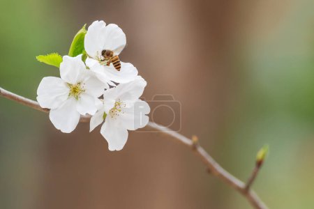 Nahaufnahme einer Biene beim Nektarsammeln auf einer Sakura-Blume (Yoshino-Kirschblüte, Prunus yedoensis) im Frühling