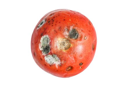 Téléchargez les photos : Tomate pourrie pourrie pourrie. Isolé sur fond blanc - en image libre de droit