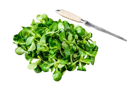 Photo for Fresh Raw green lambs lettuce Corn salad leaves on a wooden cutting board. Isolated on white background - Royalty Free Image