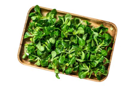 Photo for Raw green lambs lettuce Corn salad leaves in a wooden tray. Isolated on white background - Royalty Free Image