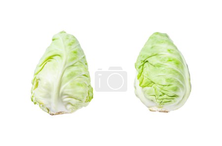 Raw Pointed white cabbage head. Isolated on white background. Top view