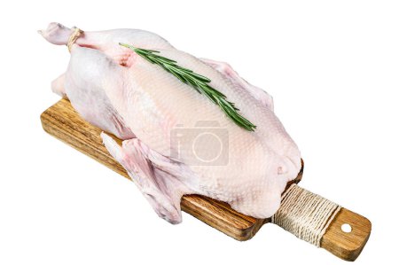 Raw whole goose, poultry meat. Isolated on white background. Top view