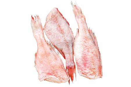 Raw Red perch or seabass fish Isolated on white background. Top view