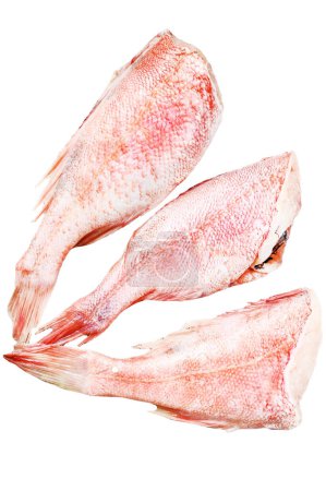 Raw Red perch or seabass fish. Isolated on white background. Top view
