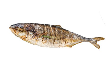 Grilled teriyaki flavored Yellowtail, Japanese amberjack Isolated on white background. Top view