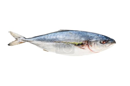 Fresh whole Japanese amberjack. Raw Fish Yellowtail. Isolated on white background. Top view