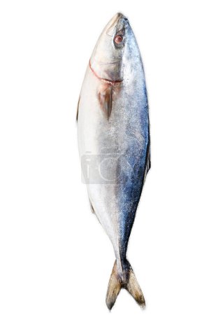Fresh whole raw Japanese yellowtail. Fish Amberjack. Isolated on white background. Top view