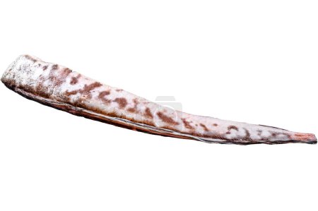Raw king klip, congrio fish. Isolated on white background. Top view