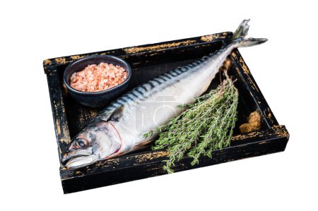Raw mackerel fish with herbs and spices in wooden tray ready for cooking. Isolated on white background. Top view