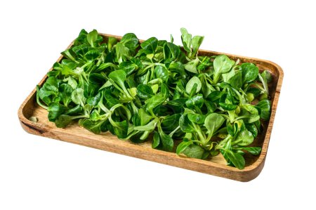 Photo for Raw green lambs lettuce Corn salad leaves in a wooden tray. Isolated on white background. Top view - Royalty Free Image