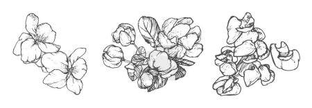 Frühlingsblumen-Zeichnung mit Linienzeichnung auf Weiß
