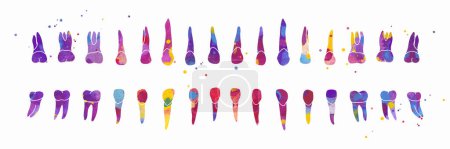 Illustration for Dental Row. Vector colorful watercolor illustration isolated - Royalty Free Image