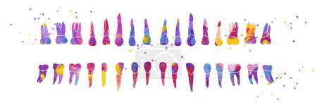 Dental Row. Vector colorful watercolor illustration isolated