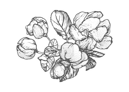 Frühlingsblumen-Zeichnung mit Linienzeichnung auf Weiß