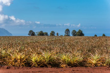 Téléchargez les photos : Plantes de plantation d'ananas récoltées sur la rive nord d'Oahu, Hawaï - en image libre de droit