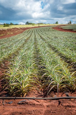 Téléchargez les photos : Rangées de plants d'ananas sur la rive nord d'Oahu, Hawaï - en image libre de droit