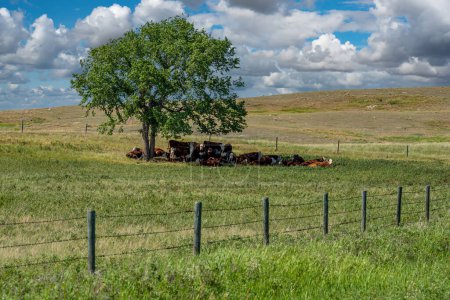 Téléchargez les photos : Un troupeau de bovins de Hereford se reposant à l'ombre d'un arbre dans un pâturage de la Saskatchewan - en image libre de droit