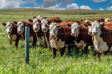 Téléchargez les photos : Closeup of a herd of Hereford cattle grazing in a Saskatchewan pasture - en image libre de droit