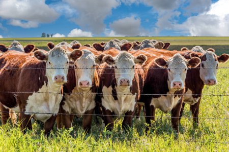 Téléchargez les photos : Gros plan d'un troupeau de bovins d'Hereford broutant dans un pâturage de la Saskatchewan - en image libre de droit