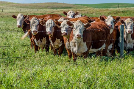 Téléchargez les photos : Closeup of a herd of Hereford cattle grazing in a Saskatchewan pasture - en image libre de droit