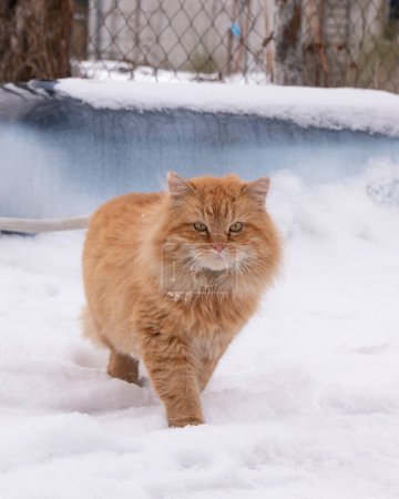 Photo for Going big red cat in snow winter weather. - Royalty Free Image
