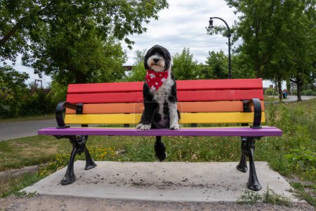 Portuguese Water Dog sitting on a rainbow bench in Peterborough, Ontario, Canada