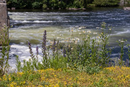 Téléchargez les photos : Jolies fleurs sauvages sur la voie navigable Trent-Severn par une journée d'été en Ontario, Canada - en image libre de droit