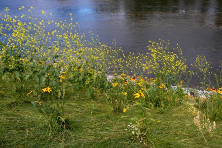 Téléchargez les photos : Jolies fleurs jaunes et brunes au bord d'une rivière - en image libre de droit