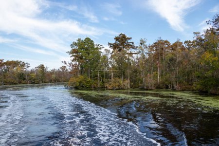 Foto de Autumn in the Dismal Swamp Canal in North Carolina - Imagen libre de derechos