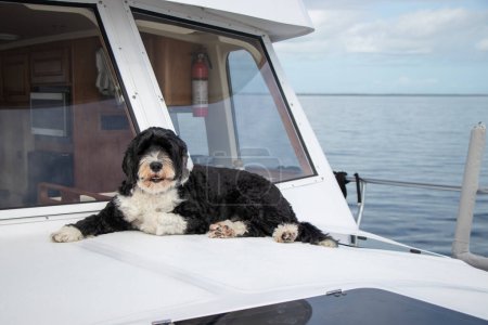 Foto de Dog on the bow of a boat - Imagen libre de derechos
