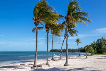 Foto de Hamaca entre palmeras en la playa de la isla de Grand Bahama. - Imagen libre de derechos