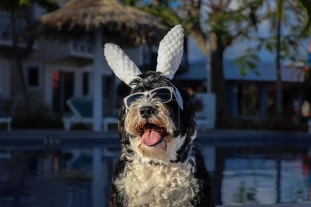 Foto de Perro de agua portugués blanco y negro con orejas de conejo en Pascua - Imagen libre de derechos