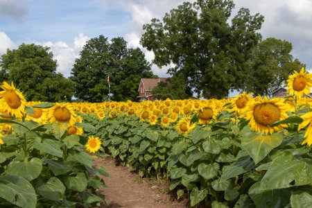 Dirt path through a field of sunflowers on farm