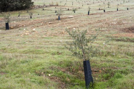 Foto de Field planted with new olive trees in autumn - Imagen libre de derechos