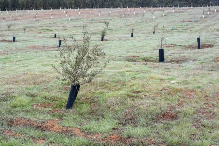 Foto de Field planted with new olive trees in autumn - Imagen libre de derechos