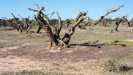 Photo for Severe pruning of centenary olive trees in a field in Andalusia in winter - Royalty Free Image