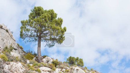 Foto de Pino solitario en la cima de una montaña con el cielo al fondo - Imagen libre de derechos