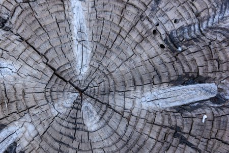 Téléchargez les photos : Détail de la coupe d'un tronc d'arbre - en image libre de droit