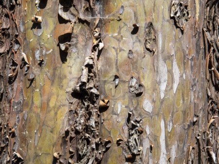 Téléchargez les photos : Détail de l'écorce d'un tronc d'arbre, texture - en image libre de droit