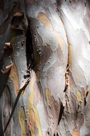 Téléchargez les photos : Détail de l'écorce d'un tronc d'arbre, texture - en image libre de droit