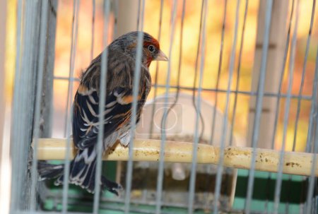 Foto de Pájaro encerrado dentro de una jaula con barras de metal - Imagen libre de derechos