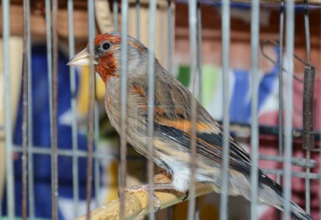 Foto de Pájaro encerrado dentro de una jaula con barras de metal - Imagen libre de derechos