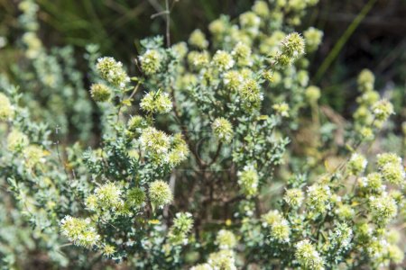 Téléchargez les photos : Détail d'une marjolaine sauvage en fleurs, thymus mastichina, dans le champ - en image libre de droit