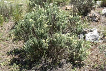 Téléchargez les photos : Détail d'une marjolaine sauvage en fleurs, thymus mastichina, dans le champ - en image libre de droit