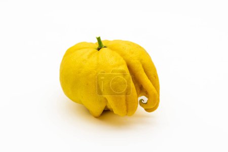 Deformed lemon attacked by eryophis seldoni, or marigold mite, isolated on white