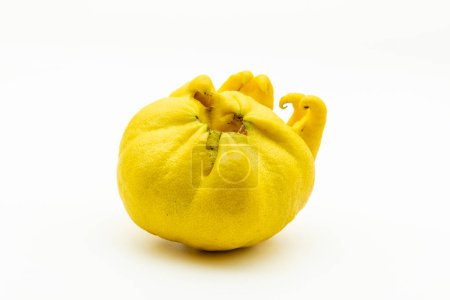 Téléchargez les photos : Citron déformé attaqué par éryophis seldoni, ou acarien, isolé sur blanc - en image libre de droit