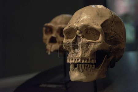 Homo sapiens skull exhibited in a museum, evolution of the human being