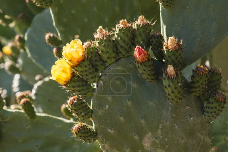 Detail einer Kaktusfeige, opuntia ficus, im späten Frühling mit Blüten und Früchten